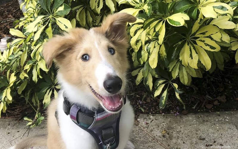 How Intelligent Are Rough Collies? Understanding Their Smarts and Training Tips