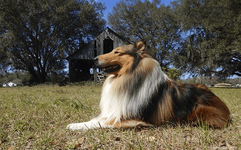 How Intelligent Are Rough Collies? Understanding Their Smarts and Training Tips