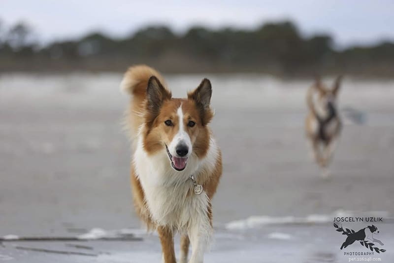 How Intelligent Are Rough Collies? Understanding Their Smarts and Training Tips
