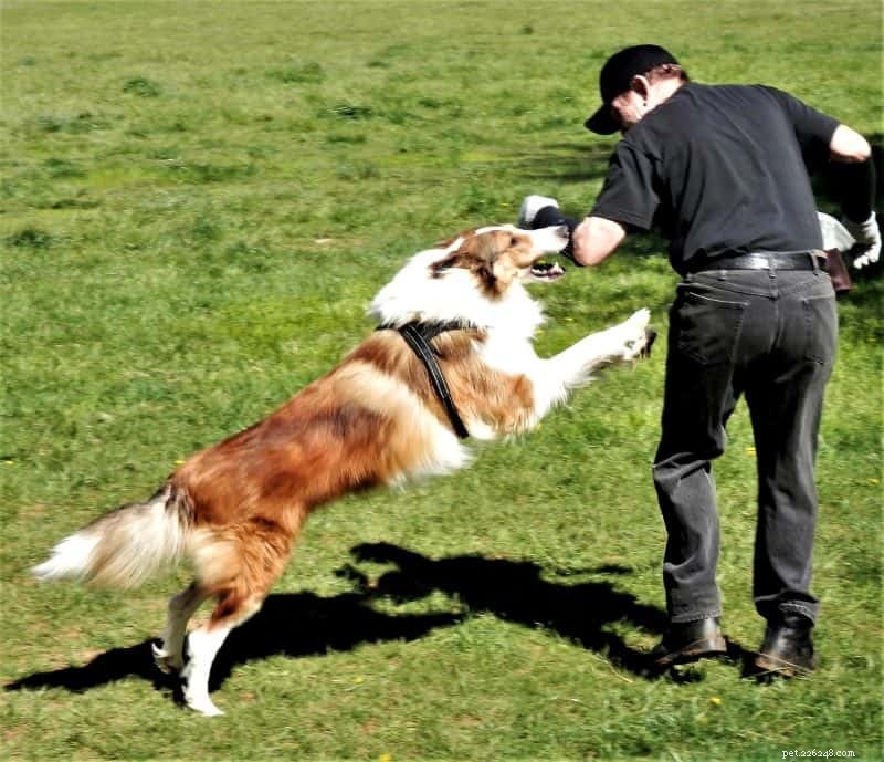 How Intelligent Are Rough Collies? Understanding Their Smarts and Training Tips