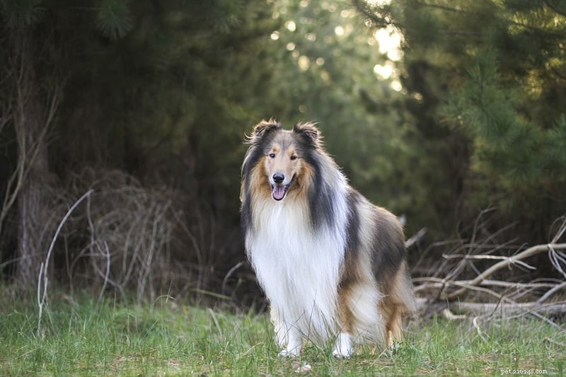 How Intelligent Are Rough Collies? Understanding Their Smarts and Training Tips