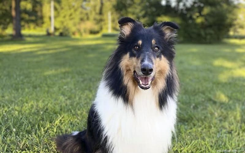 How Intelligent Are Rough Collies? Understanding Their Smarts and Training Tips