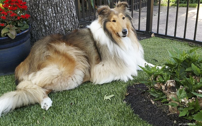 How Intelligent Are Rough Collies? Understanding Their Smarts and Training Tips