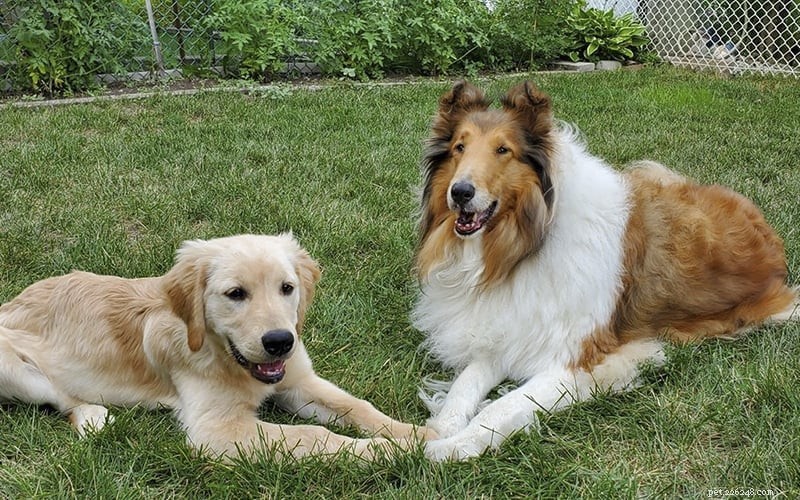 How Intelligent Are Rough Collies? Understanding Their Smarts and Training Tips
