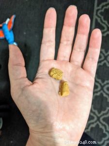Collie-Friendly Treats: Gentle on the GI Tract & Loved by Rough & Smooth Collies