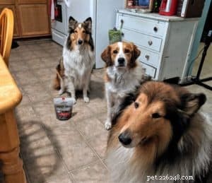 Collie-Friendly Treats: Gentle on the GI Tract & Loved by Rough & Smooth Collies