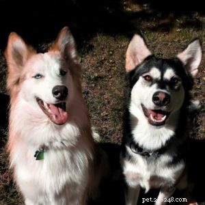 Vasya the Rough Collie: Training to Support Asthma, Panic Attacks, Anxiety, and Depression