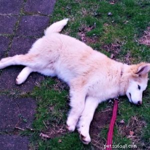 Vasya the Rough Collie: Training to Support Asthma, Panic Attacks, Anxiety, and Depression