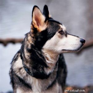 Vasya the Rough Collie: Training to Support Asthma, Panic Attacks, Anxiety, and Depression