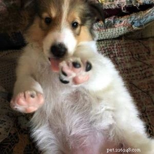 Vasya the Rough Collie: Training to Support Asthma, Panic Attacks, Anxiety, and Depression