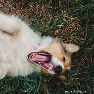 Vasya the Rough Collie: Training to Support Asthma, Panic Attacks, Anxiety, and Depression