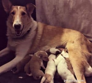 Vasya the Rough Collie: Training to Support Asthma, Panic Attacks, Anxiety, and Depression