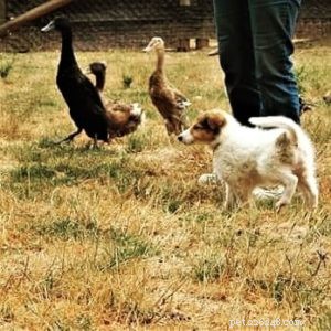 Vasya the Rough Collie: Training to Support Asthma, Panic Attacks, Anxiety, and Depression