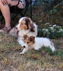 Vasya the Rough Collie: Training to Support Asthma, Panic Attacks, Anxiety, and Depression
