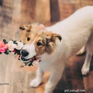 Vasya the Rough Collie: Training to Support Asthma, Panic Attacks, Anxiety, and Depression