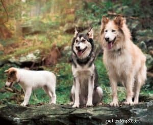 Vasya the Rough Collie: Training to Support Asthma, Panic Attacks, Anxiety, and Depression