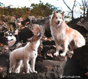 Vasya the Rough Collie: Training to Support Asthma, Panic Attacks, Anxiety, and Depression