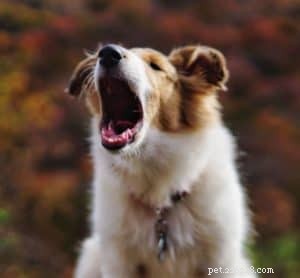 Vasya the Rough Collie: Training to Support Asthma, Panic Attacks, Anxiety, and Depression