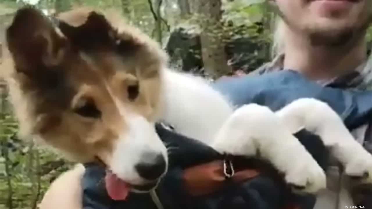 Vasya the Rough Collie: Training to Support Asthma, Panic Attacks, Anxiety, and Depression