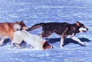 Vasya the Rough Collie: Training to Support Asthma, Panic Attacks, Anxiety, and Depression
