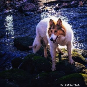 Vasya the Rough Collie: Training to Support Asthma, Panic Attacks, Anxiety, and Depression