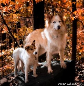 Vasya the Rough Collie: Training to Support Asthma, Panic Attacks, Anxiety, and Depression