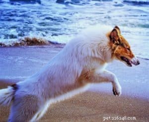 Vasya the Rough Collie: Training to Support Asthma, Panic Attacks, Anxiety, and Depression