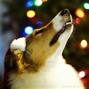 Vasya the Rough Collie: Training to Support Asthma, Panic Attacks, Anxiety, and Depression