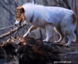 Vasya the Rough Collie: Training to Support Asthma, Panic Attacks, Anxiety, and Depression