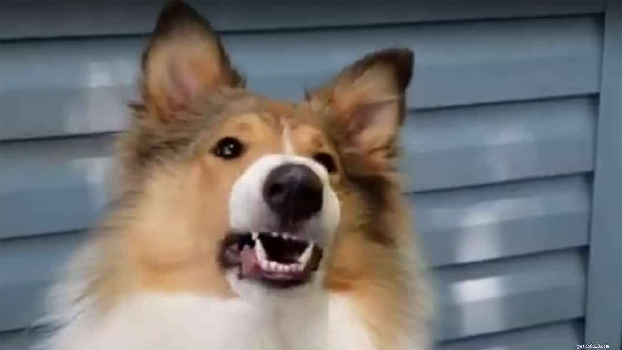Vasya the Rough Collie: Training to Support Asthma, Panic Attacks, Anxiety, and Depression