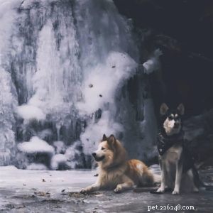 Vasya the Rough Collie: Training to Support Asthma, Panic Attacks, Anxiety, and Depression