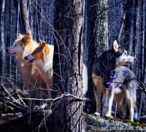 Vasya the Rough Collie: Training to Support Asthma, Panic Attacks, Anxiety, and Depression