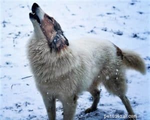Vasya the Rough Collie: Training to Support Asthma, Panic Attacks, Anxiety, and Depression