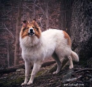 Vasya the Rough Collie: Training to Support Asthma, Panic Attacks, Anxiety, and Depression