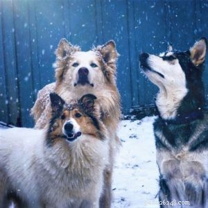 Vasya the Rough Collie: Training to Support Asthma, Panic Attacks, Anxiety, and Depression