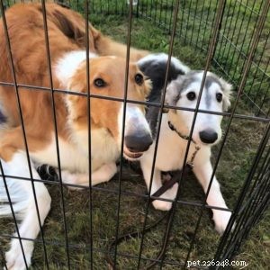 Vasya the Rough Collie: Training to Support Asthma, Panic Attacks, Anxiety, and Depression