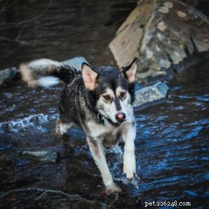 Vasya the Rough Collie: Training to Support Asthma, Panic Attacks, Anxiety, and Depression