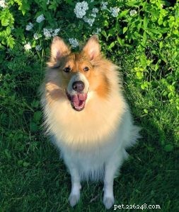 Vasya the Rough Collie: Training to Support Asthma, Panic Attacks, Anxiety, and Depression
