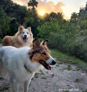 Vasya the Rough Collie: Training to Support Asthma, Panic Attacks, Anxiety, and Depression