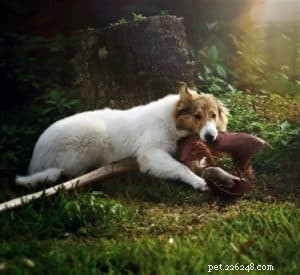 Vasya the Rough Collie: Training to Support Asthma, Panic Attacks, Anxiety, and Depression