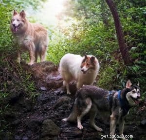 Vasya the Rough Collie: Training to Support Asthma, Panic Attacks, Anxiety, and Depression