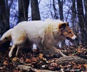 Vasya the Rough Collie: Training to Support Asthma, Panic Attacks, Anxiety, and Depression