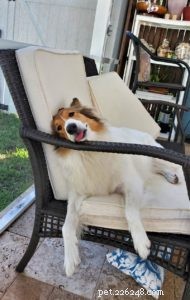 Vasya the Rough Collie: Training to Support Asthma, Panic Attacks, Anxiety, and Depression
