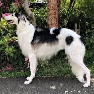 Vasya the Rough Collie: Training to Support Asthma, Panic Attacks, Anxiety, and Depression