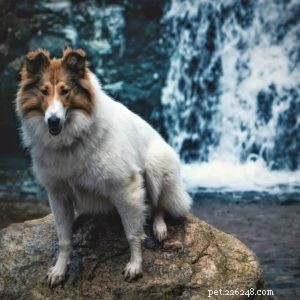 Vasya the Rough Collie: Training to Support Asthma, Panic Attacks, Anxiety, and Depression