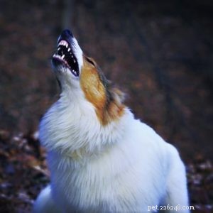 Vasya the Rough Collie: Training to Support Asthma, Panic Attacks, Anxiety, and Depression