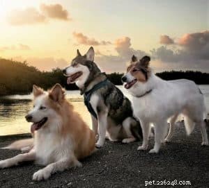 Vasya the Rough Collie: Training to Support Asthma, Panic Attacks, Anxiety, and Depression