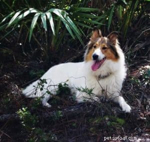 Vasya the Rough Collie: Training to Support Asthma, Panic Attacks, Anxiety, and Depression