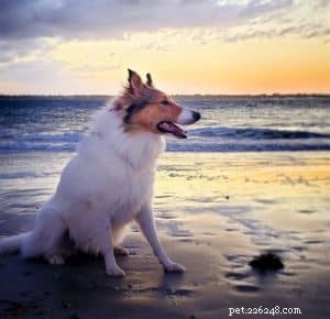 Vasya the Rough Collie: Training to Support Asthma, Panic Attacks, Anxiety, and Depression