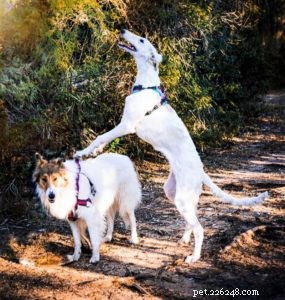 Vasya the Rough Collie: Training to Support Asthma, Panic Attacks, Anxiety, and Depression